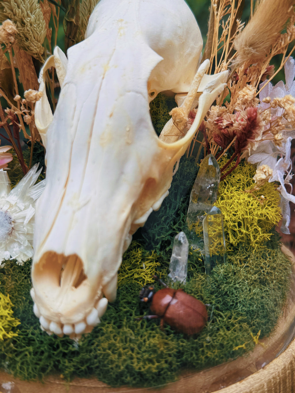 The Fox Skull & Scarab Elegy Terrarium