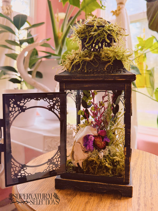 “The Familiar's Rest” Barn cat Skull