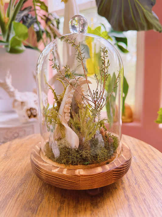 “Raccoon’s Hollow” Cloche