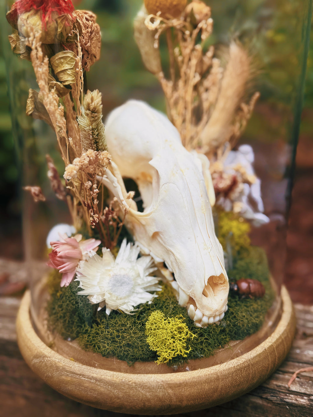 The Fox Skull & Scarab Elegy Terrarium