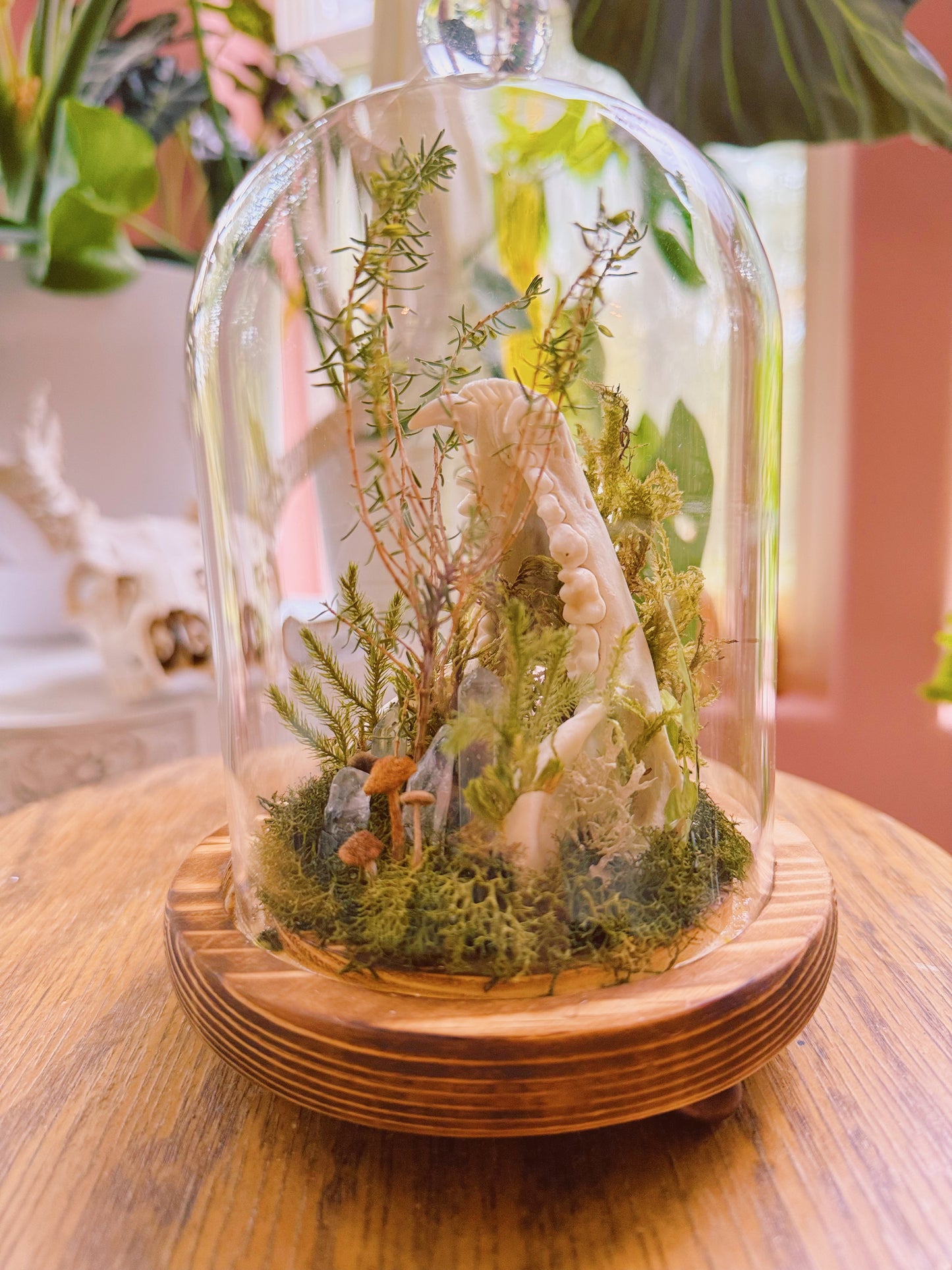 “Raccoon’s Hollow” Cloche