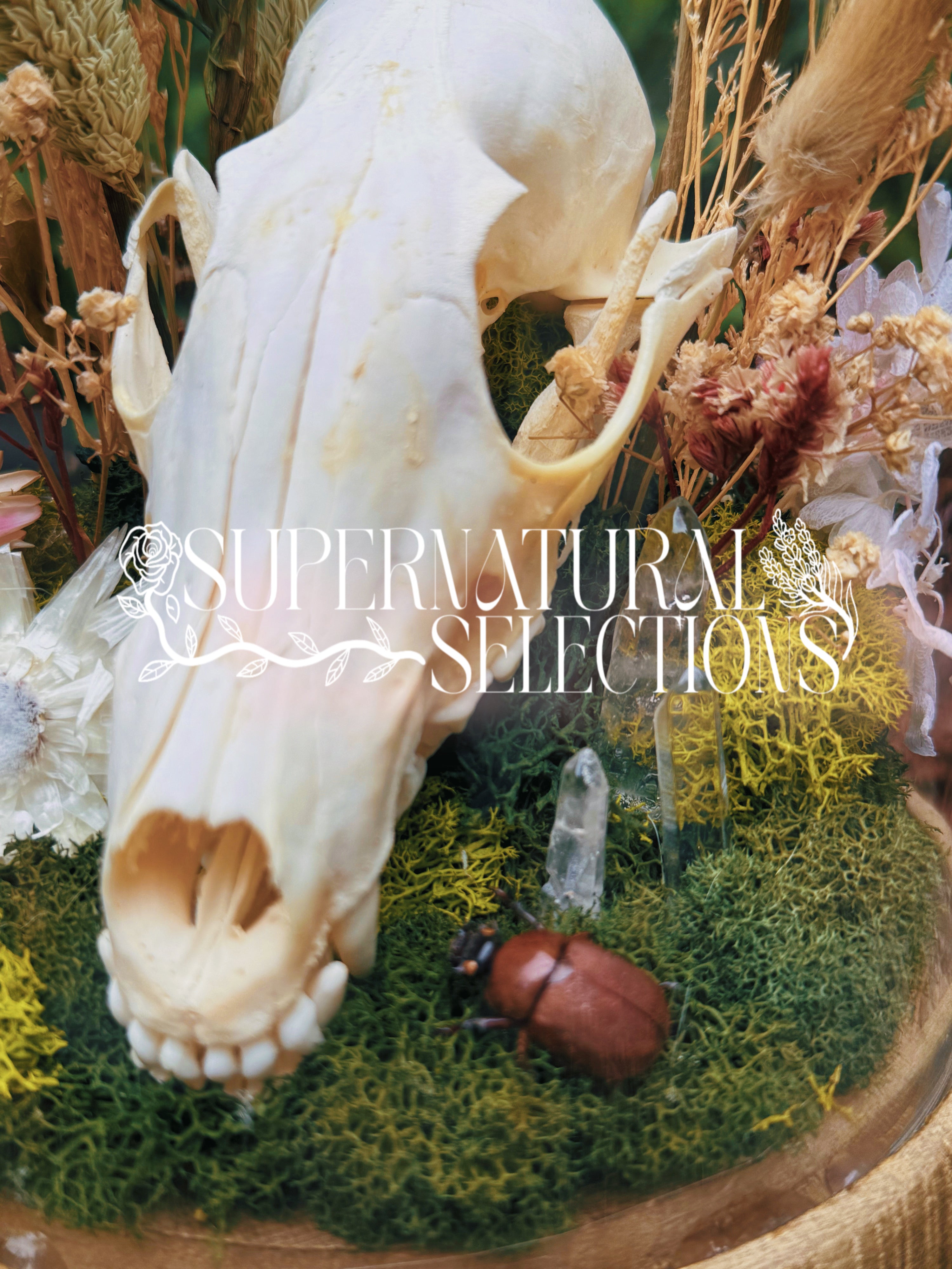 Skull and natural elements in a decorative arrangement with 'Supernatural Selections' text.
