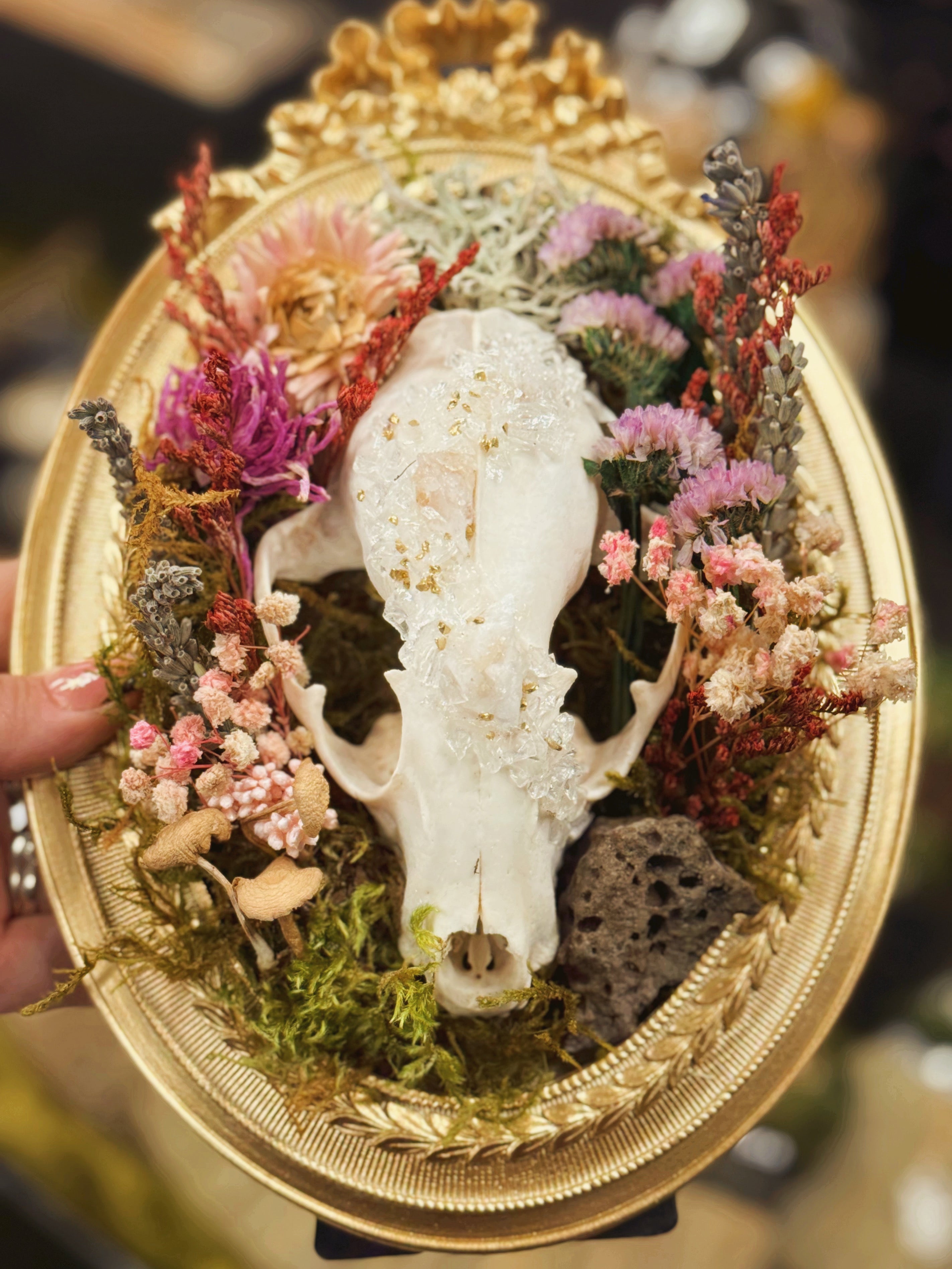“The Gilded Forager” Racoon skull