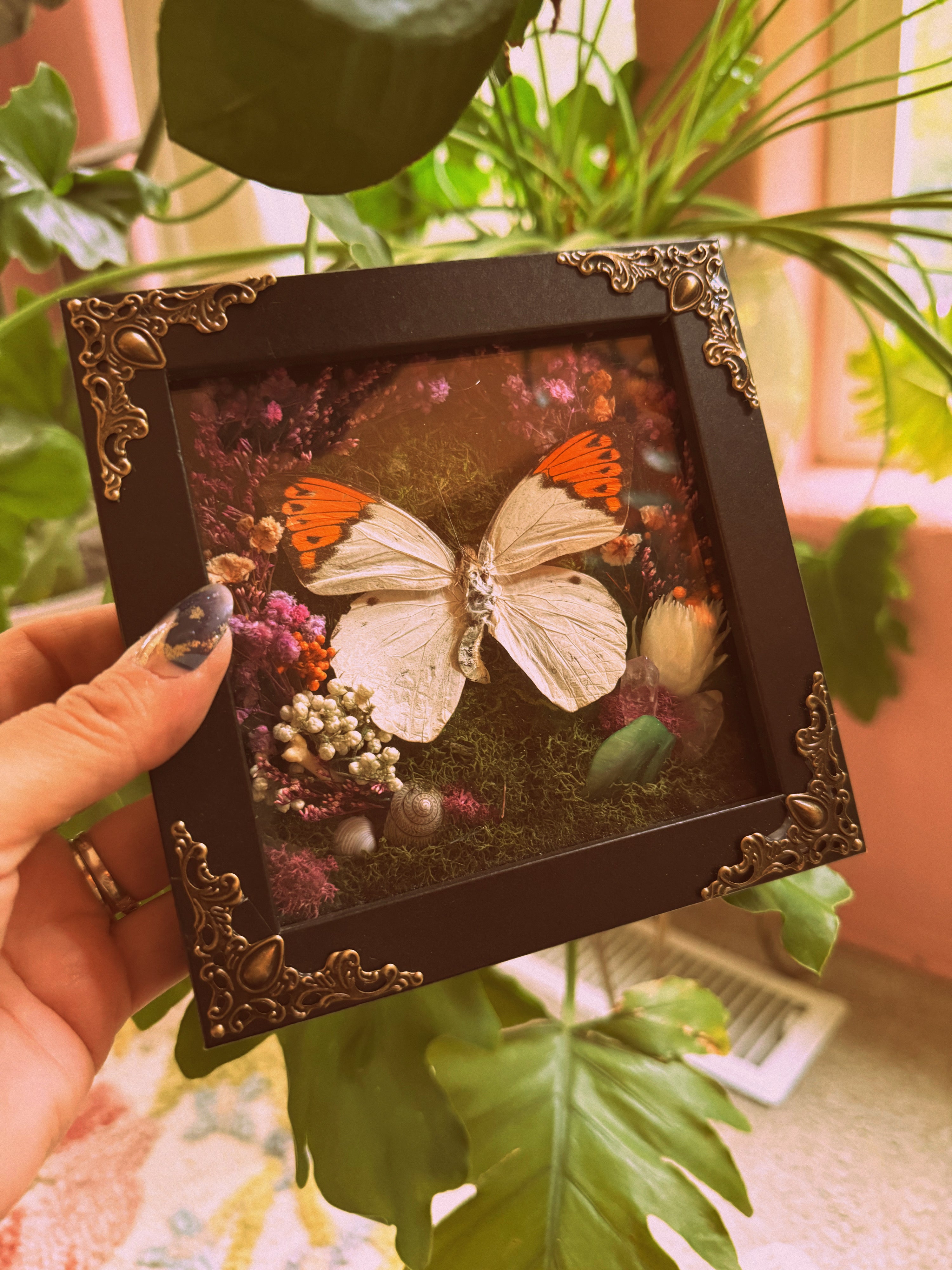 “The Enchanted Orange Tip” Shadow Box