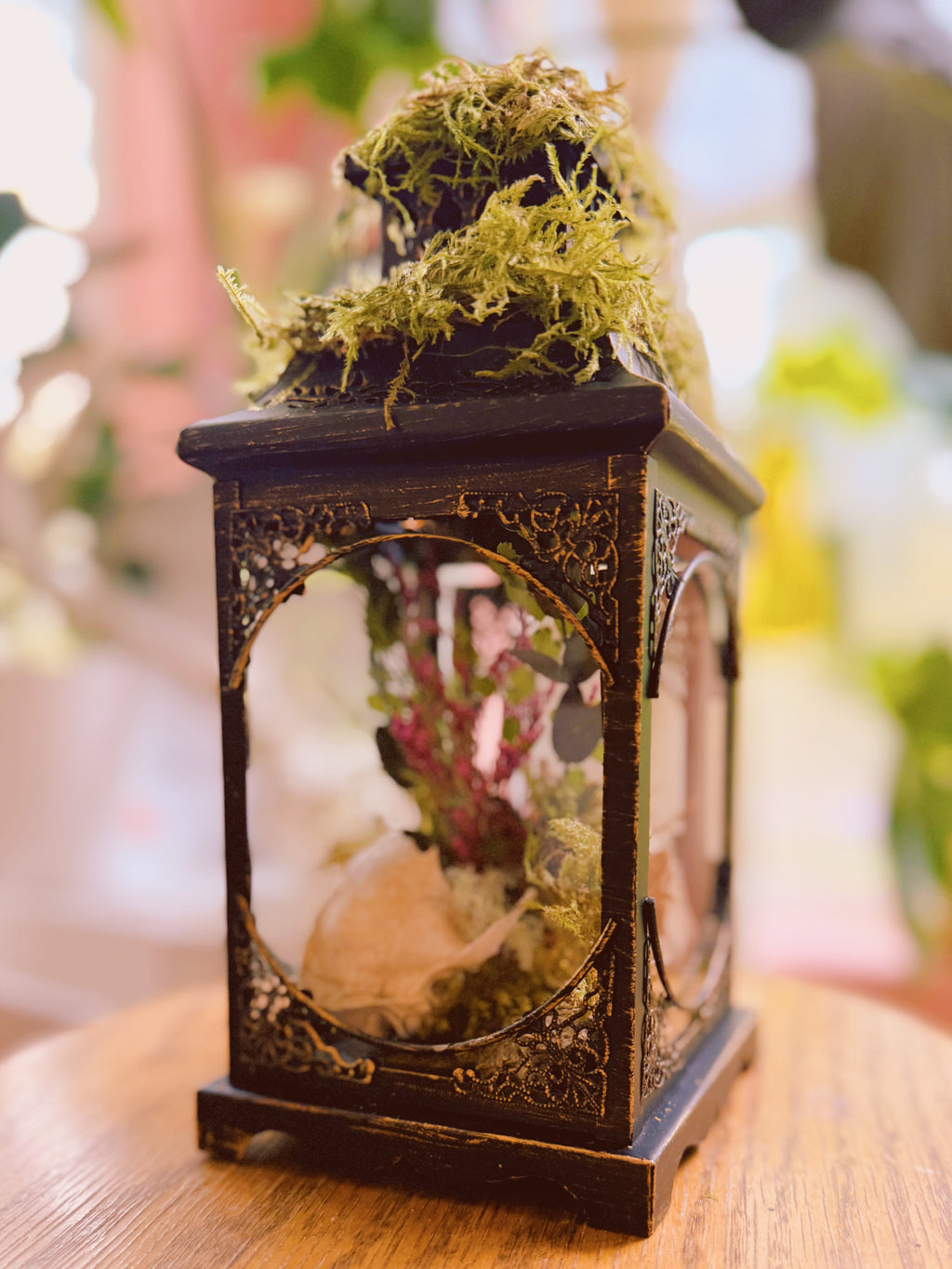 “The Familiar's Rest” Barn cat Skull