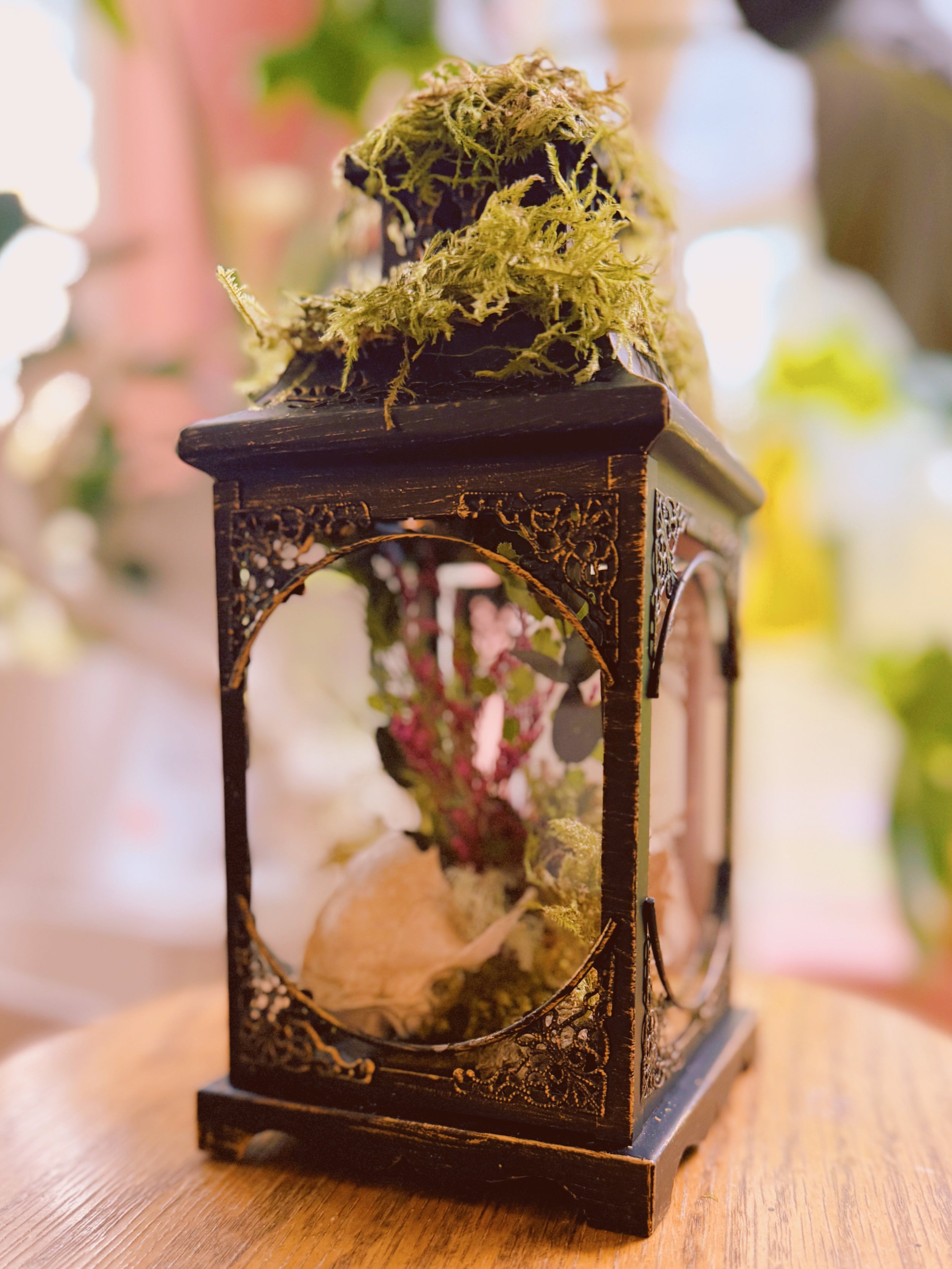 “The Familiar's Rest” Barn cat Skull